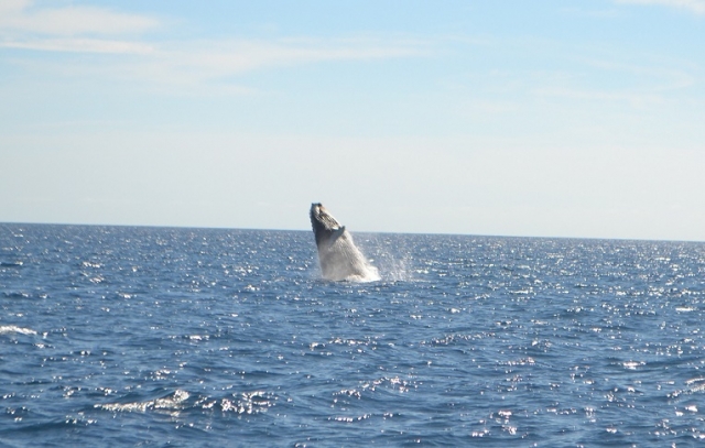 avistamiento de cetáceos en los cabos